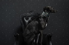 Neo Royal, Marcel Wanders